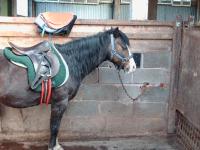 <img200*0:stuff/z/135983/horses%2520by%2520atay/i1166960785_4.jpg>