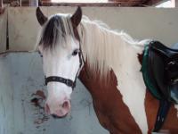 <img200*0:stuff/z/135983/horses%2520by%2520atay/i1166960785_5.jpg>