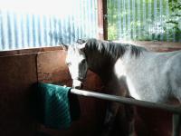 <img200*0:stuff/z/135983/horses%2520by%2520atay/i1166960785_6.jpg>