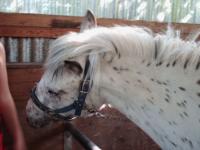 <img200*0:stuff/z/135983/horses%2520by%2520atay/i1166960785_7.jpg>