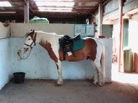 <img200*0:stuff/z/135983/horses%2520by%2520atay/i1166960785_8.jpg>