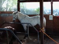 <img200*0:stuff/z/135983/horses%2520by%2520atay/i1166960785_9.jpg>