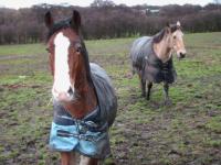 <img200*0:stuff/z/135983/horsesata/i1167670943_1.jpg>