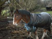 <img200*0:stuff/z/135983/horsesata/i1167670943_10.jpg>