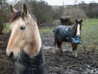 <img200*0:stuff/z/135983/horsesata/i1167670943_11.jpg>