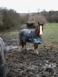 <img200*0:stuff/z/135983/horsesata/i1167670943_12.jpg>