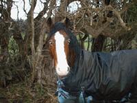 <img200*0:stuff/z/135983/horsesata/i1167670943_13.jpg>