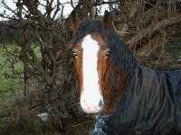 <img200*0:stuff/z/135983/horsesata/i1167670943_14.jpg>
