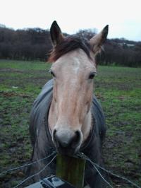 <img200*0:stuff/z/135983/horsesata/i1167670943_2.jpg>