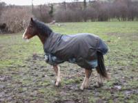<img200*0:stuff/z/135983/horsesata/i1167670943_3.jpg>