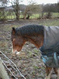 <img200*0:stuff/z/135983/horsesata/i1167670943_4.jpg>