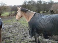 <img200*0:stuff/z/135983/horsesata/i1167670943_5.jpg>
