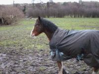 <img200*0:stuff/z/135983/horsesata/i1167670943_6.jpg>