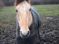 <img200*0:stuff/z/135983/horsesata/i1167670943_7.jpg>