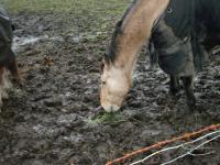 <img200*0:stuff/z/135983/horsesata/i1167670943_8.jpg>
