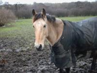 <img200*0:stuff/z/135983/horsesata/i1167670943_9.jpg>