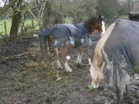 <img200*0:stuff/z/135983/horsesatata/i1167671713_1.jpg>