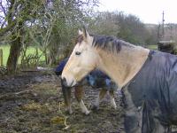 <img200*0:stuff/z/135983/horsesatata/i1167671713_2.jpg>