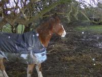 <img200*0:stuff/z/135983/horsesatata/i1167671713_3.jpg>