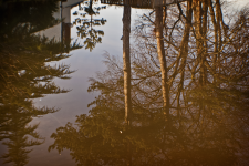 <img0*150:stuff/z/137699/Chimes%253a%2520Reflections/DSC_0092.png>