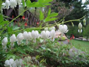 <img300*0:stuff/z/1402/Fingolfin%2527s%2520Bleeding%2520Hearts/i1203019350_2.jpg>
