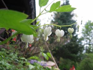 <img300*0:stuff/z/1402/Fingolfin%2527s%2520Bleeding%2520Hearts/i1203019350_3.jpg>