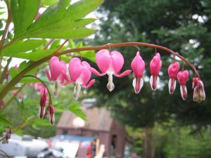 <img300*0:stuff/z/1402/Fingolfin%2527s%2520Bleeding%2520Hearts/i1203019350_4.jpg>
