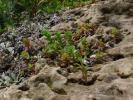 <img0*100:stuff/z/147496/%2522Hole-y%2522%2520Rocks/P7040021.JPG>