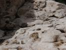 <img0*100:stuff/z/147496/%2522Hole-y%2522%2520Rocks/P7040056.JPG>