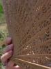 <imgl0*100:stuff/z/147496/Fan%2520Reference.1/P8030080.JPG>