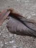<imgr0*100:stuff/z/147496/Feathered%2520Dreams/P7030059.JPG>