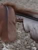 <imgr0*100:stuff/z/147496/Feathered%2520Dreams/P7030060.JPG>