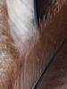 <imgr0*100:stuff/z/147496/Feathered%2520Dreams/P7030061.JPG>