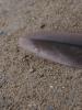 <imgr0*100:stuff/z/147496/Feathered%2520Dreams/P7030062.JPG>