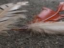 <img0*100:stuff/z/147496/Feathered%2520Dreams/P7030063.JPG>