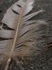 <imgl0*100:stuff/z/147496/Feathered%2520Dreams/P7030064.JPG>