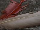 <img0*100:stuff/z/147496/Feathered%2520Dreams/P7030065.JPG>