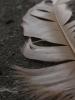 <imgr0*100:stuff/z/147496/Feathered%2520Dreams/P7030066.JPG>
