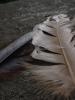 <imgr0*100:stuff/z/147496/Feathered%2520Dreams/P7030067.JPG>