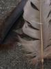 <imgr0*100:stuff/z/147496/Feathered%2520Dreams/P7030069.JPG>
