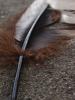 <imgr0*100:stuff/z/147496/Feathered%2520Dreams/P7030070.JPG>
