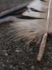 <imgr0*100:stuff/z/147496/Feathered%2520Dreams/P7030071.JPG>