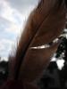 <imgr0*100:stuff/z/147496/Feathered%2520Dreams/P7030072.JPG>