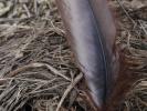 <img0*100:stuff/z/147496/Feathered%2520Dreams/P7030074.JPG>