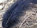 <img0*100:stuff/z/147496/Feathered%2520Dreams/P7030075.JPG>