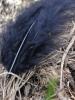 <imgl0*100:stuff/z/147496/Feathered%2520Dreams/P7030076.JPG>