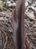 <imgr0*100:stuff/z/147496/Feathered%2520Dreams/P7030077.JPG>