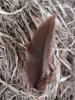 <imgr0*100:stuff/z/147496/Feathered%2520Dreams/P7030078.JPG>