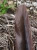 <imgr0*100:stuff/z/147496/Feathered%2520Dreams/P7030079.JPG>