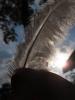 <imgl0*100:stuff/z/147496/Feathered%2520Dreams/P7030080.JPG>